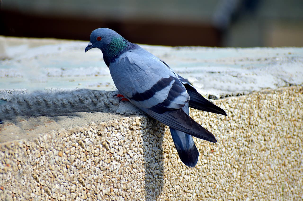 A feral pigeon perched on a stone ledge