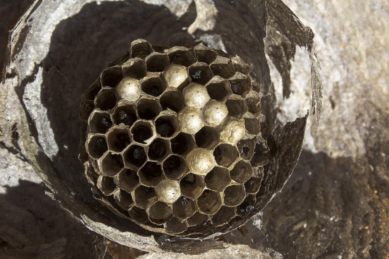 A papery wasp nest built inside a hollow