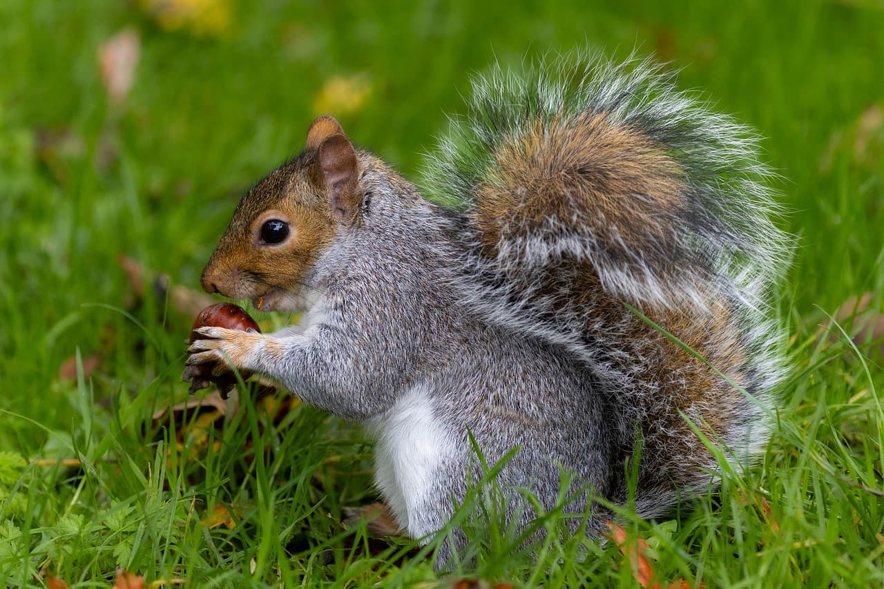 A grey squirrel on a lawn