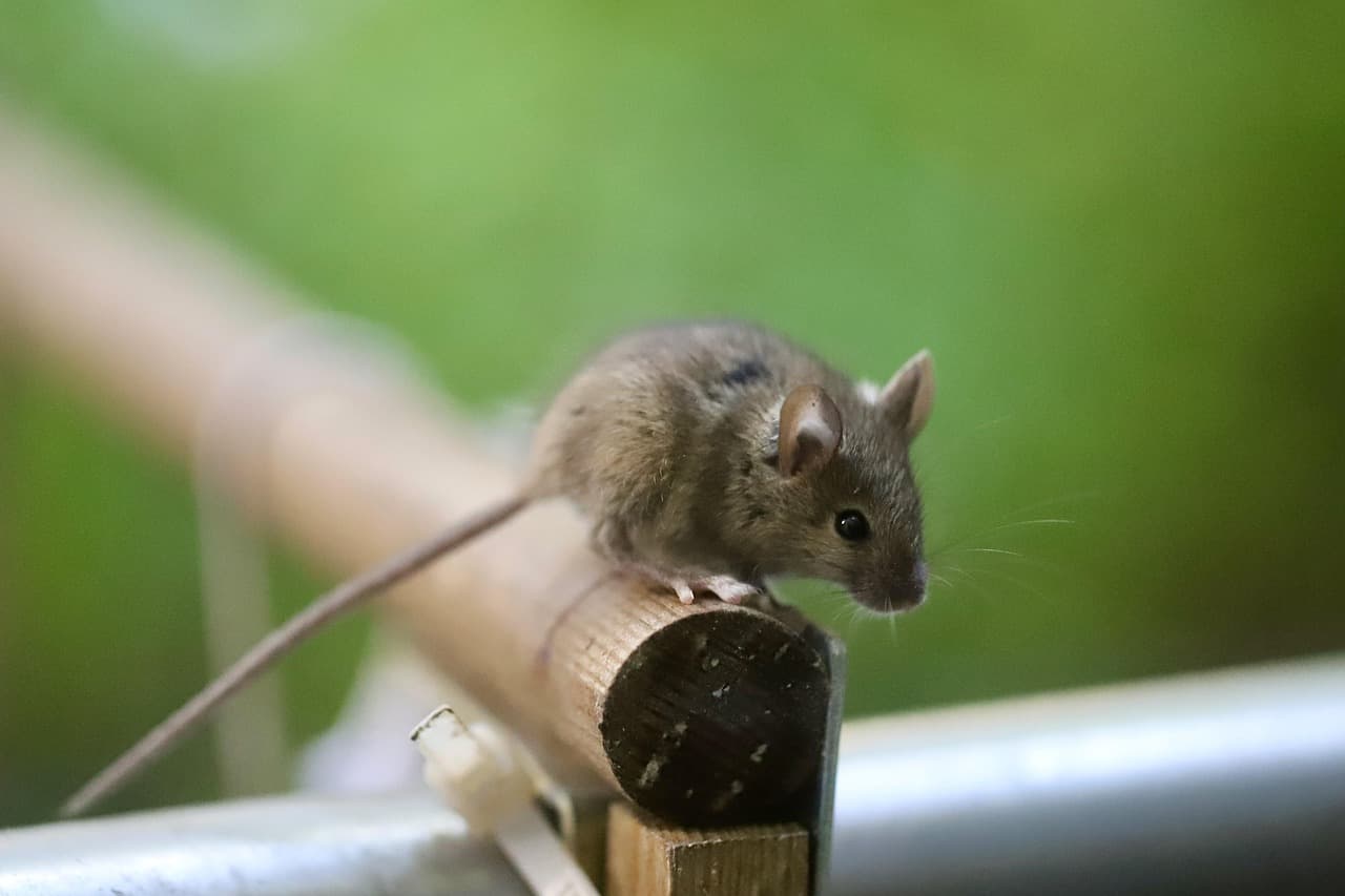 A small brown mouse on a garden fence rail